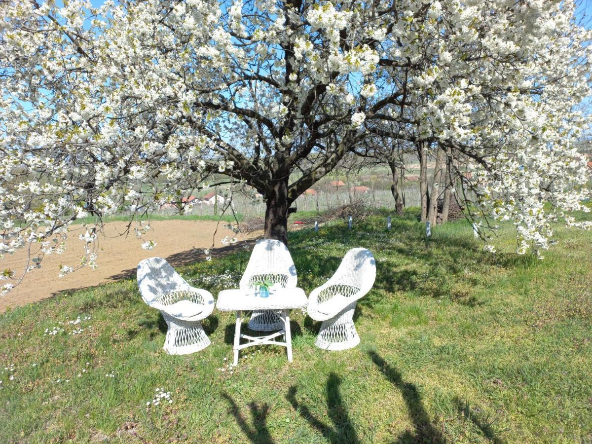 Honey Hill Apartment Fruska Gora Cerevic Esterno foto
