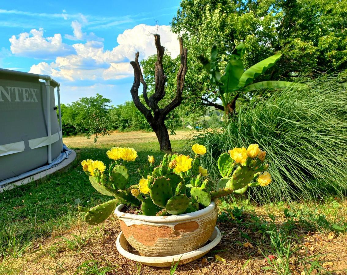 Honey Hill Apartment Fruska Gora Cerevic Esterno foto
