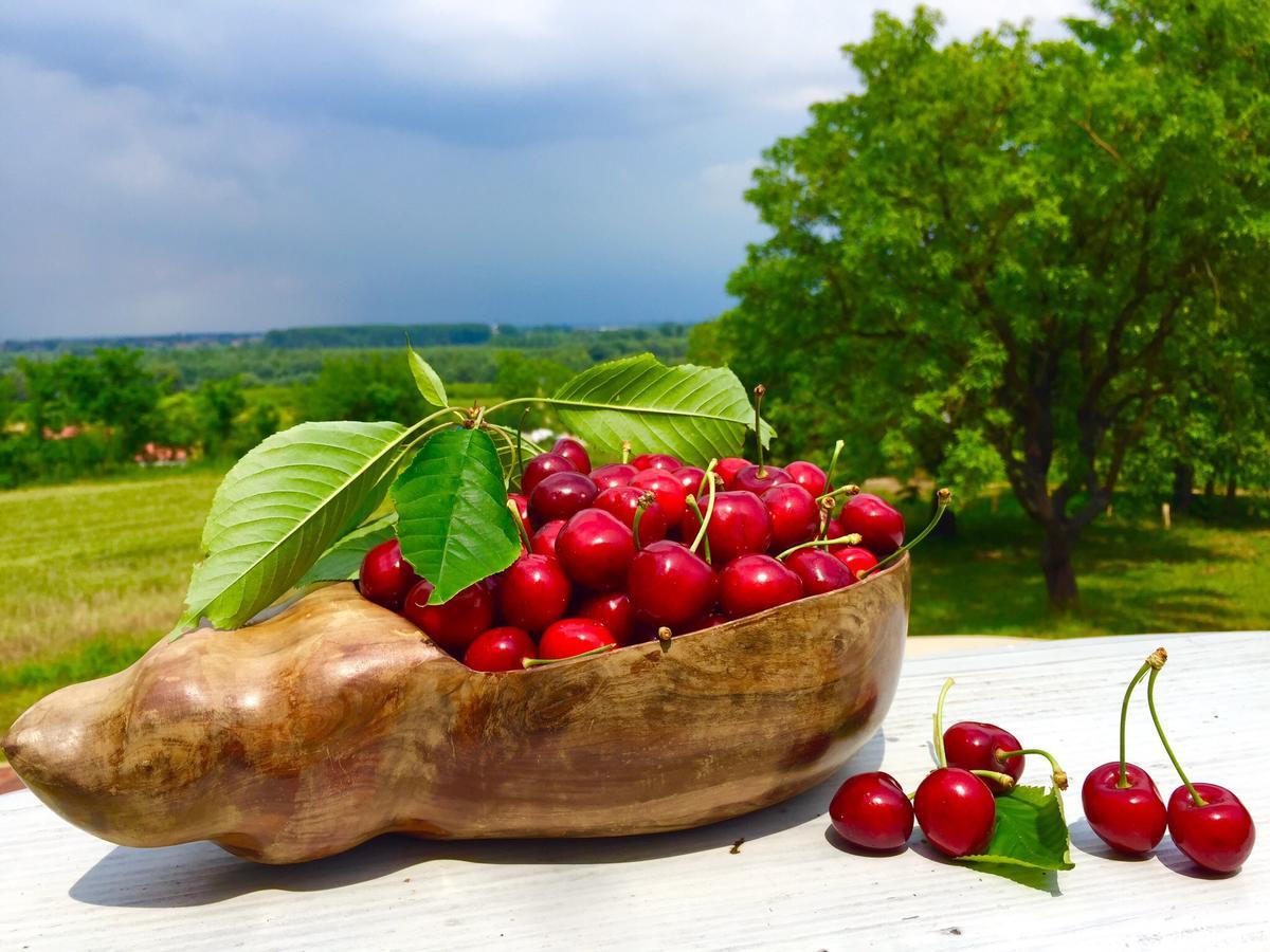Honey Hill Apartment Fruska Gora Cerevic Esterno foto